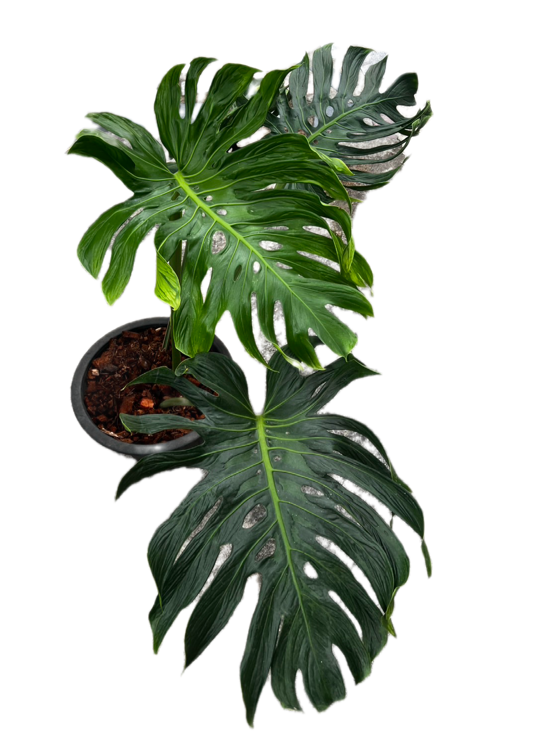 Monstera deliciosa ‘Tattoo ’ – Rare Collector’s Plant (Big Mature Size)