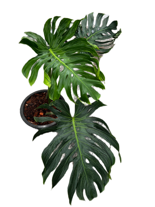Monstera deliciosa ‘Tattoo ’ – Rare Collector’s Plant (Big Mature Size)