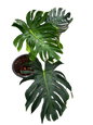 Monstera deliciosa ‘Tattoo ’ – Rare Collector’s Plant (Big Mature Size)