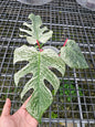Monstera deliciosa “Devil Monstera” Variegated – Rare Top Cut (Exact Plant Shown)