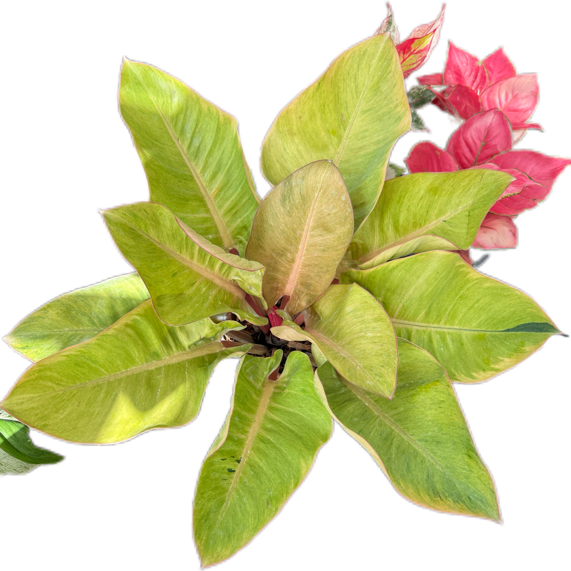 philodendron congo red yellow variegated Philodendron red Congo mint variegated( 1 plant) – BanrakTonmai Garden Thailand
