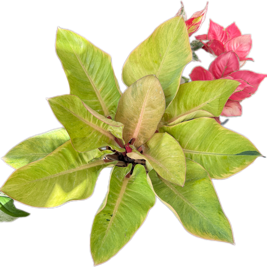 Philodendron red Congo mint variegated( 1 plant)