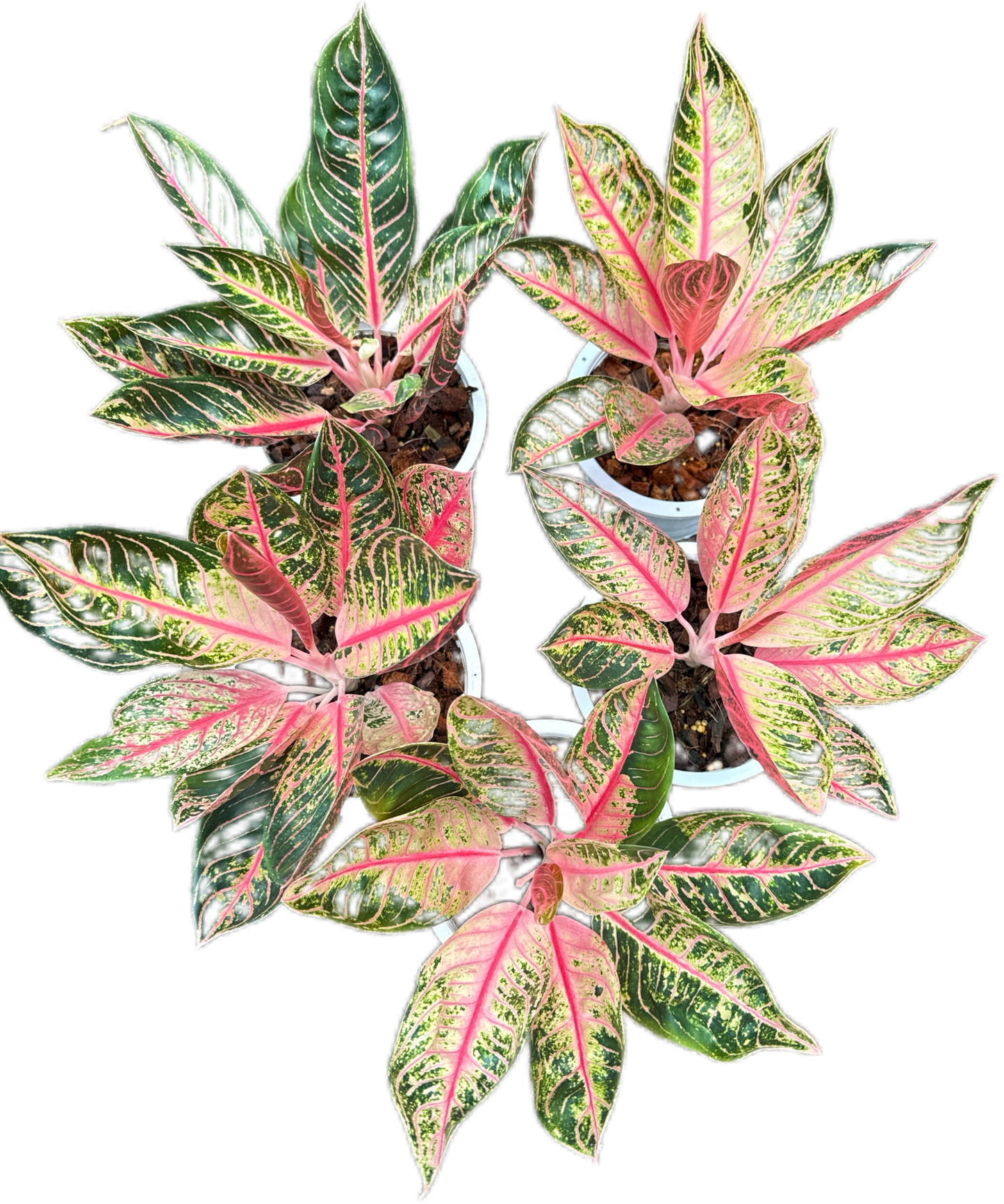 Aglaonema Pink Sumatra Mutation -set 5 pcs