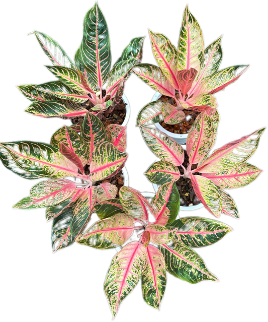 Aglaonema Pink Sumatra Mutation -set 5 pcs
