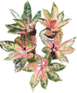 Aglaonema Pink Sumatra Mutation -set 5 pcs
