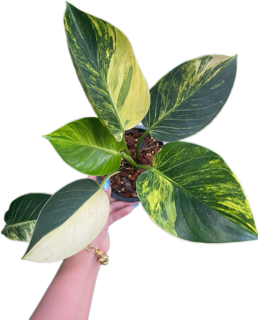 Philodendron birkin Aurea variegated