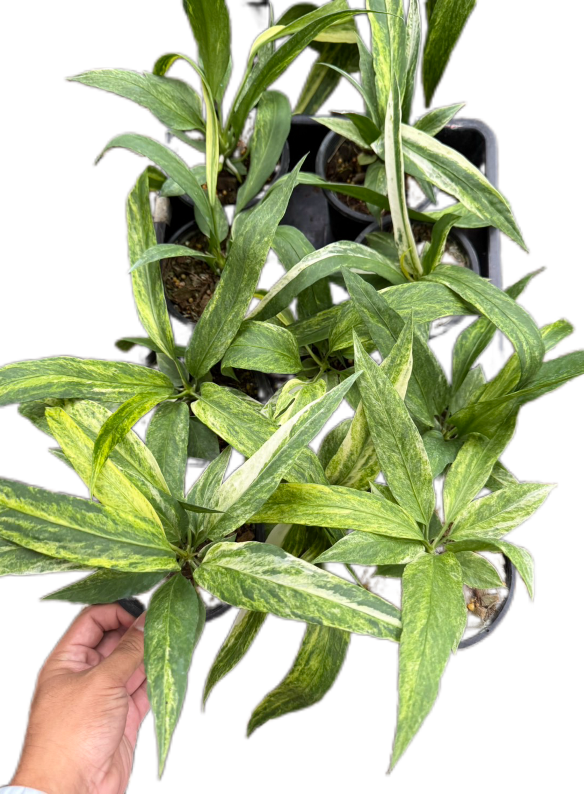 faux hanging plants indoor Plastic Fake Hanging Plants for Indoor Wall Decor