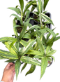 Anthurium vittarifolium variegated- Wholesale Set of 10 Plants