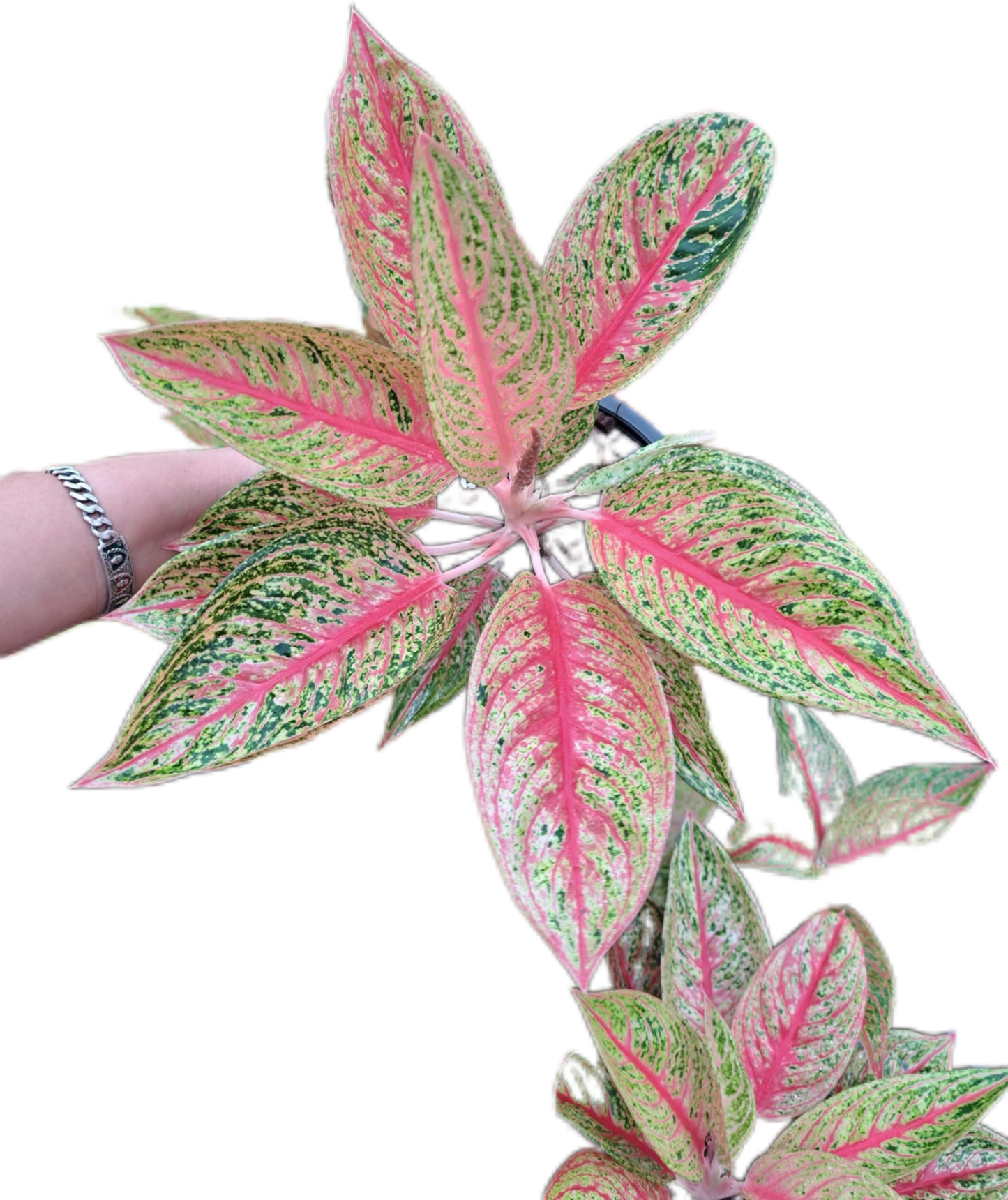 Aglaonema red legacy-set 5 pcs