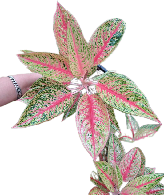 Aglaonema red legacy-set 5 pcs