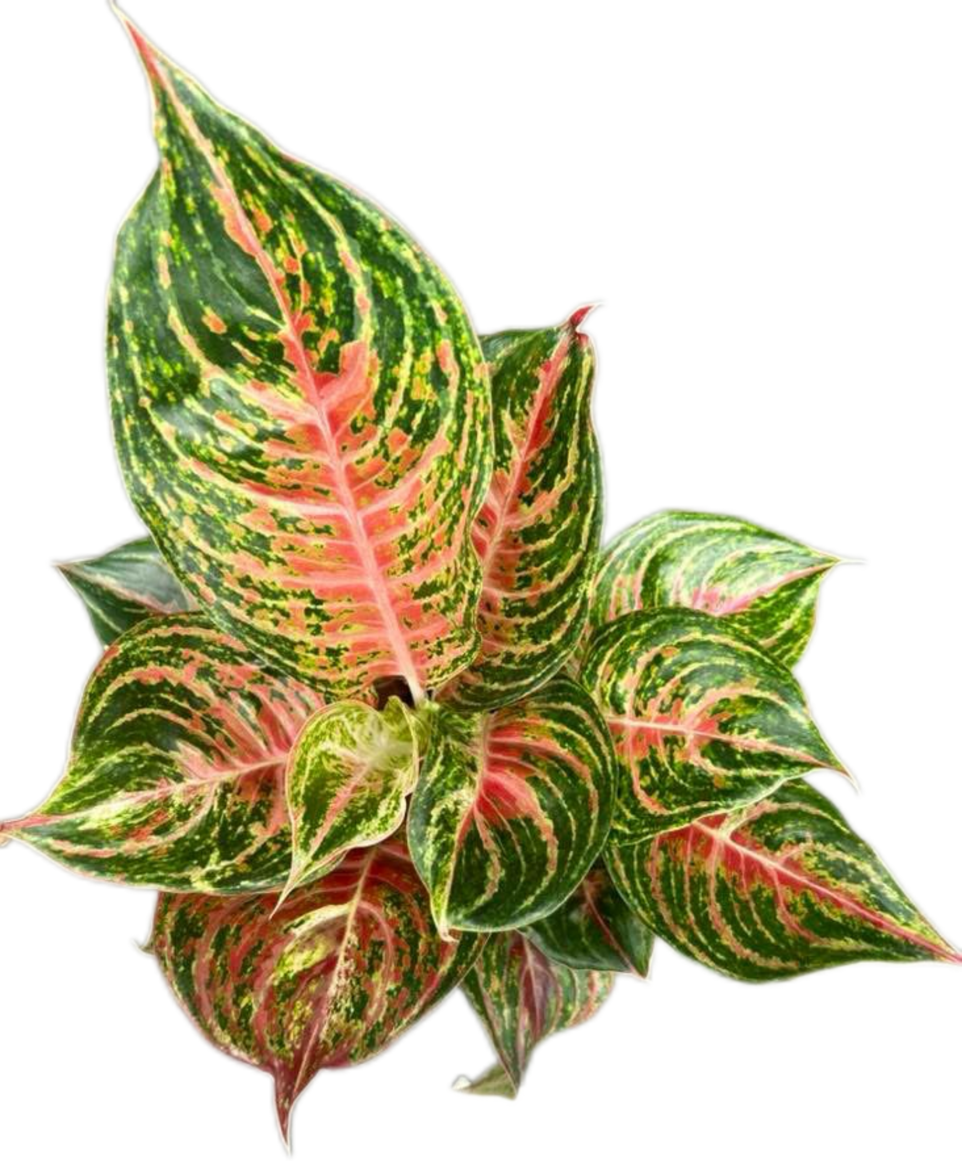 aglaonema png Aglaonema Mahanakorn-set 5 pcs – BanrakTonmai Garden Thailand