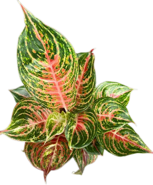 Aglaonema Mahanakorn-set 5 pcs