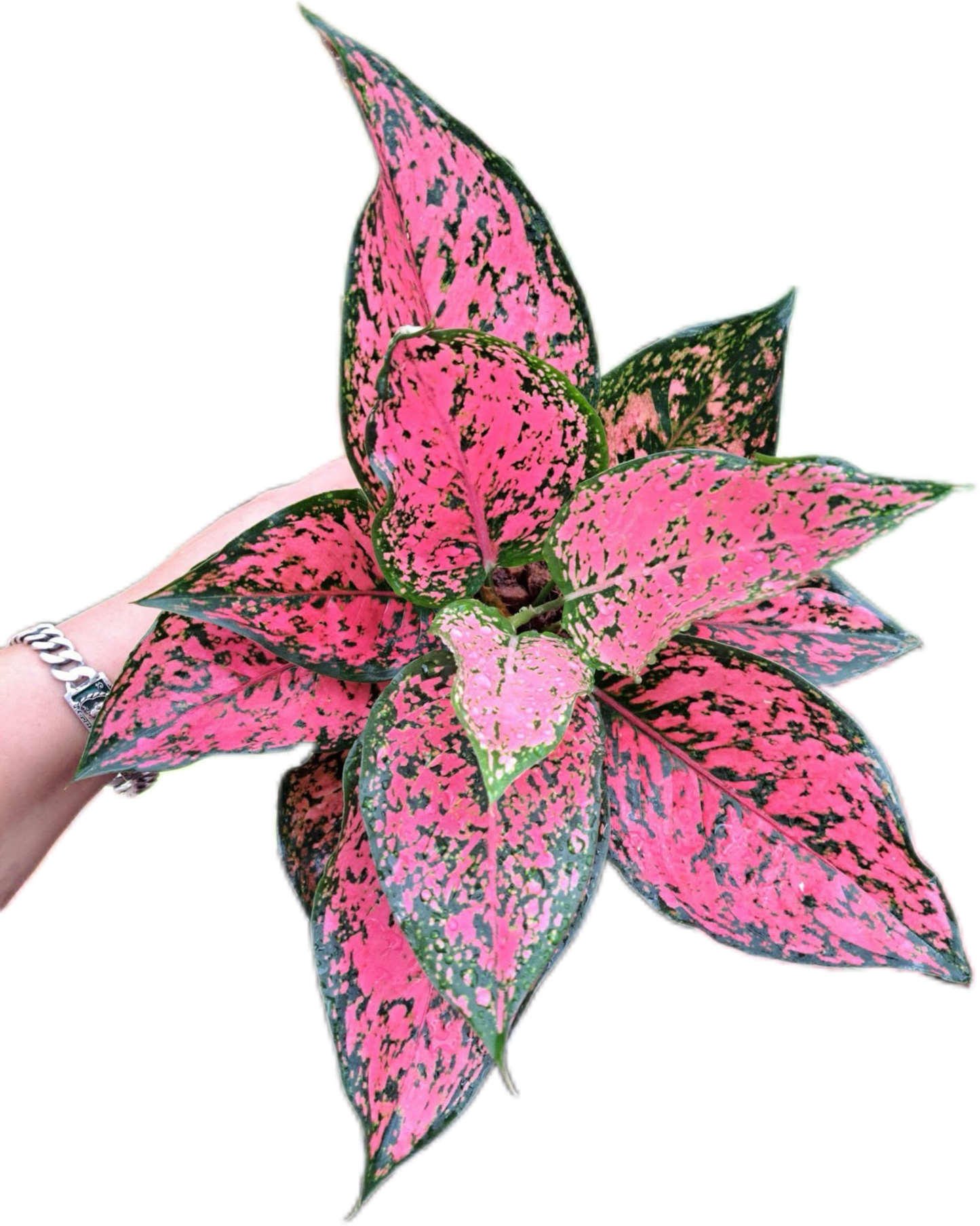Aglaonema khamkhoon -set 5 pcs