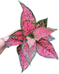 Aglaonema khamkhoon -set 5 pcs