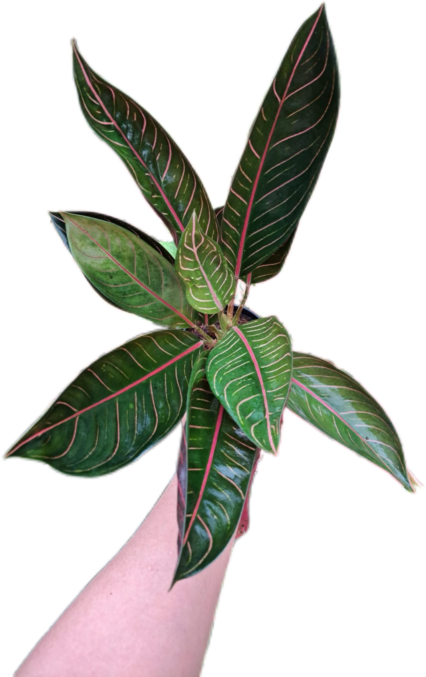 Aglaonema banlangthapthim -set 5 pcs
