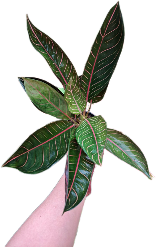 Aglaonema banlangthapthim -set 5 pcs