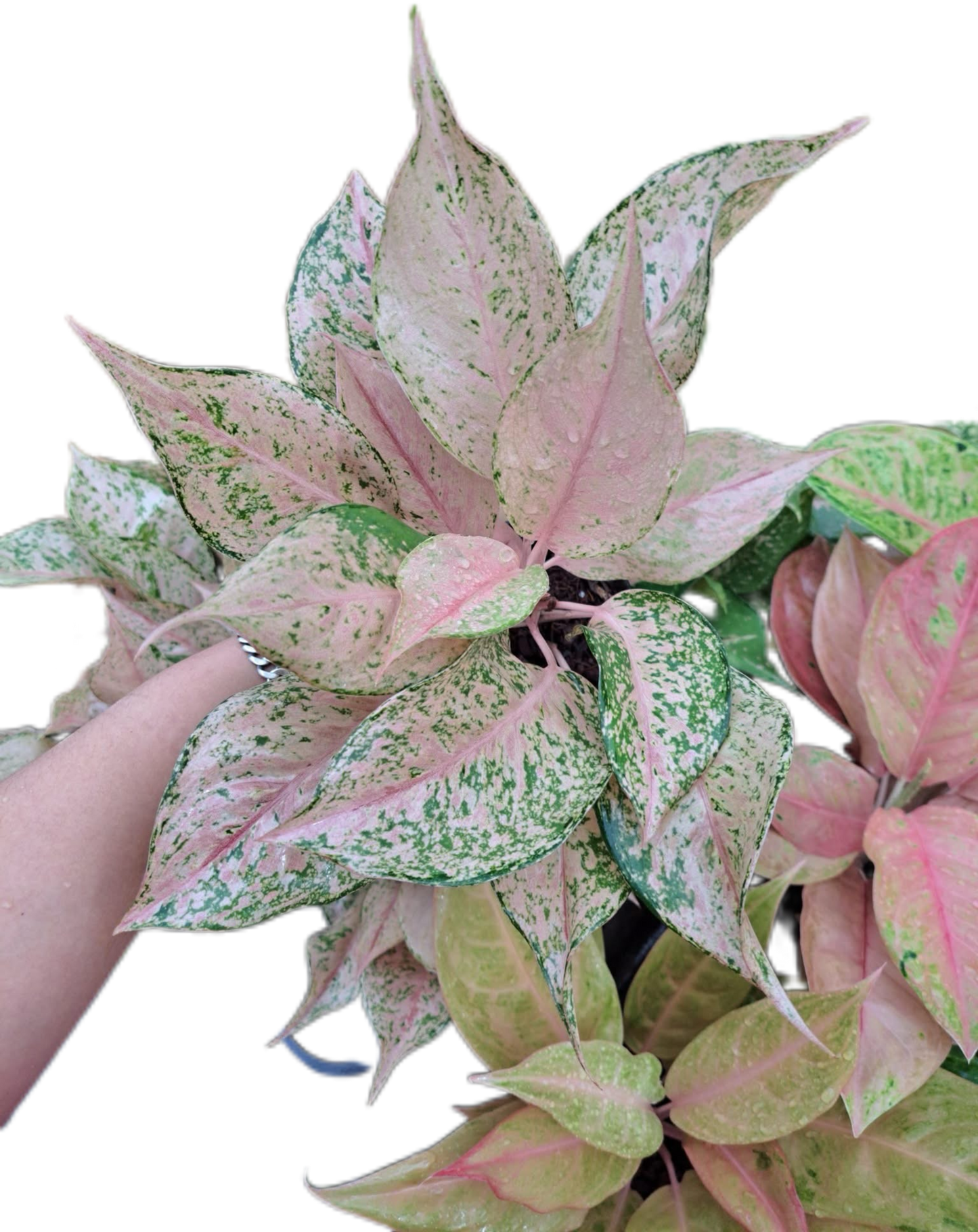 Aglaonema Catharine-set 5 pcs