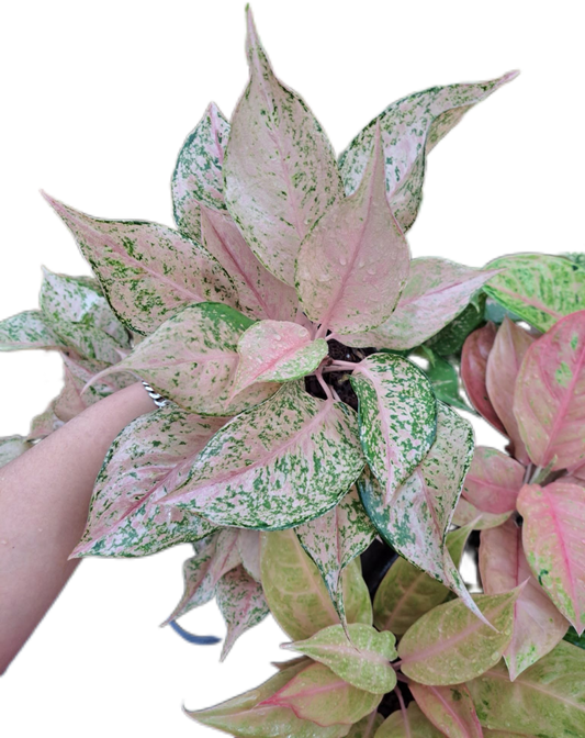 Aglaonema Catharine-set 5 pcs