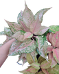 Aglaonema Catharine-set 5 pcs