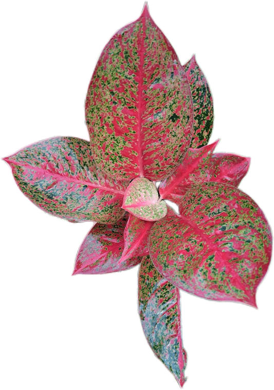 Aglaonema submongkol -set 5 pcs