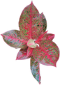 Aglaonema submongkol -set 5 pcs