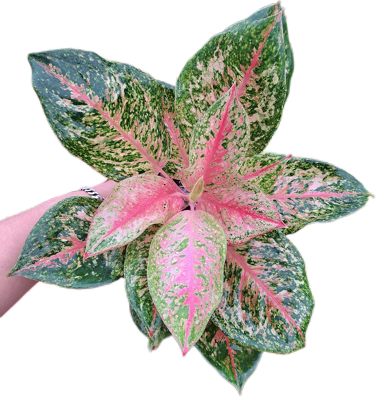 Aglaonema 9 karat  -set 5 pcs