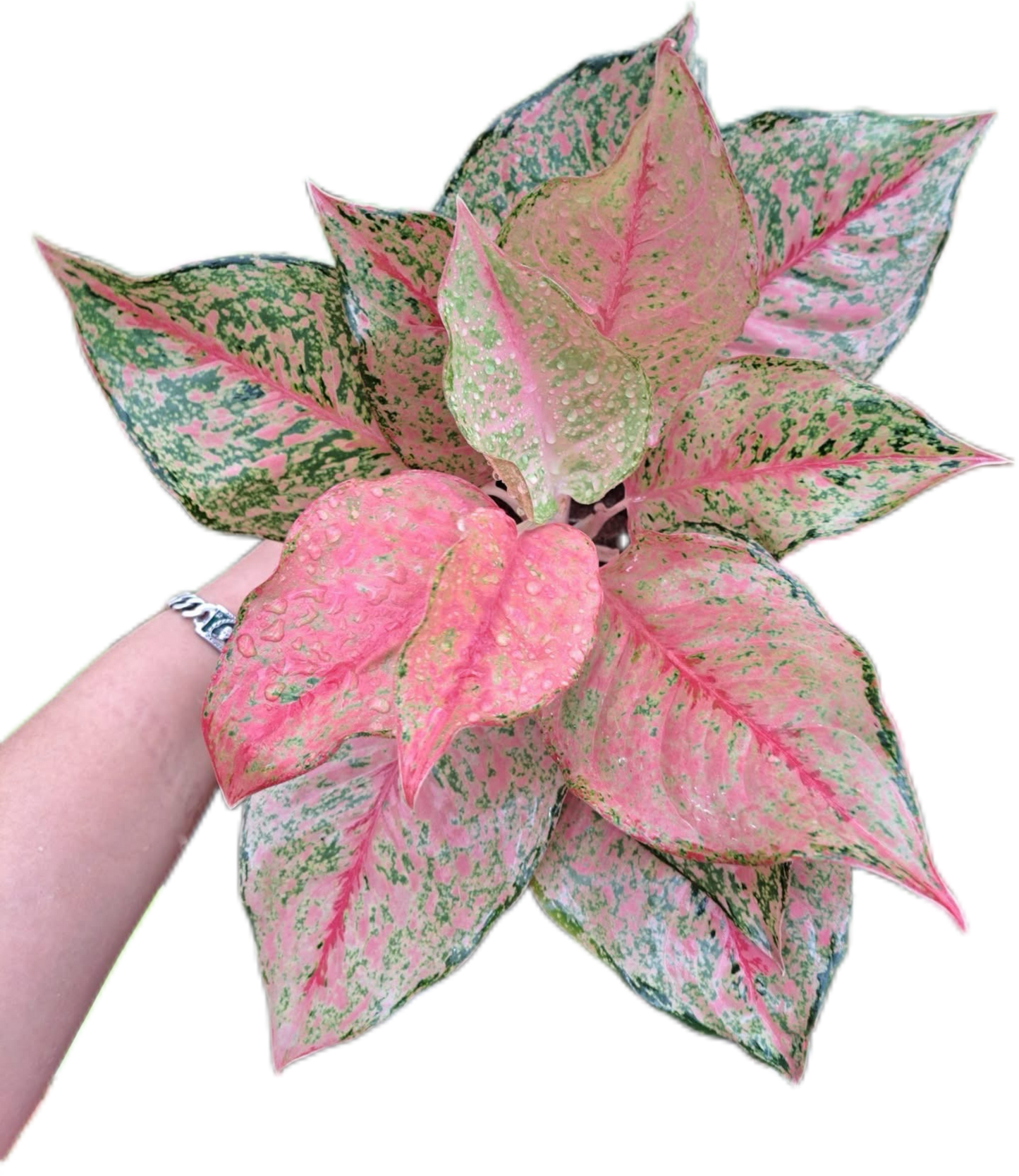 Aglaonema fortune-set 5 pcs