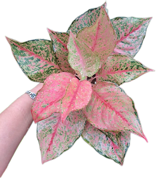 Aglaonema fortune-set 5 pcs