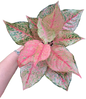 Aglaonema fortune-set 5 pcs