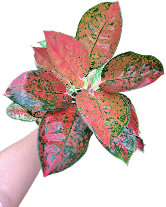 Aglaonema Cochin -set 5 pcs