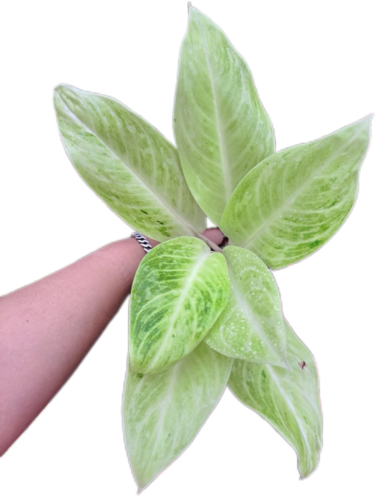 Aglaonema sundrop -set 5 pcs