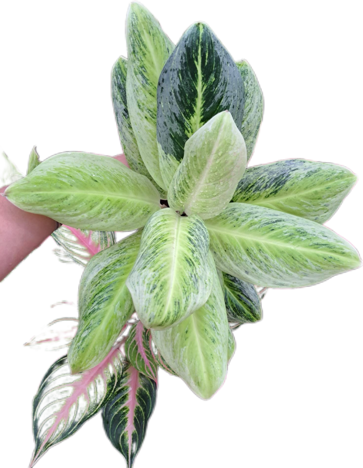 Aglaonema somboonphoonsuk  -set 5 pcs