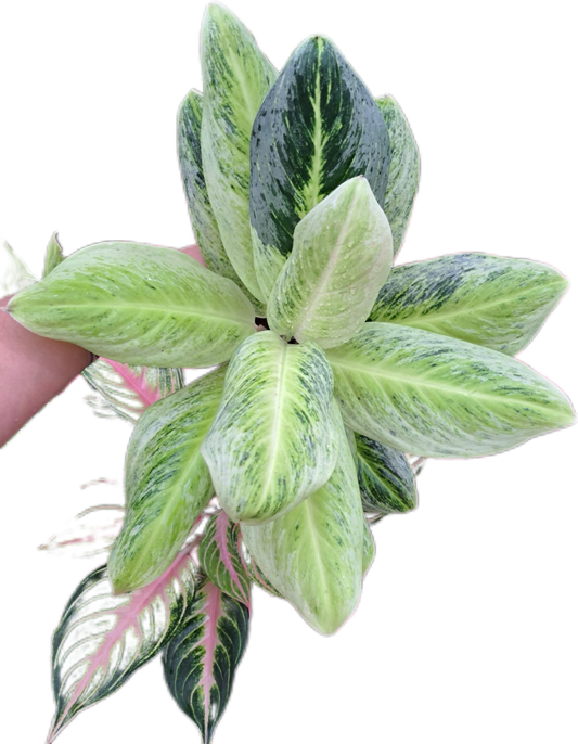 Aglaonema somboonphoonsuk  -set 5 pcs
