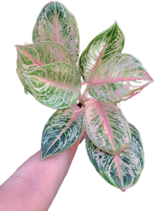 Aglaonema tiger   -set 5 pcs