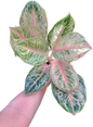 Aglaonema tiger   -set 5 pcs
