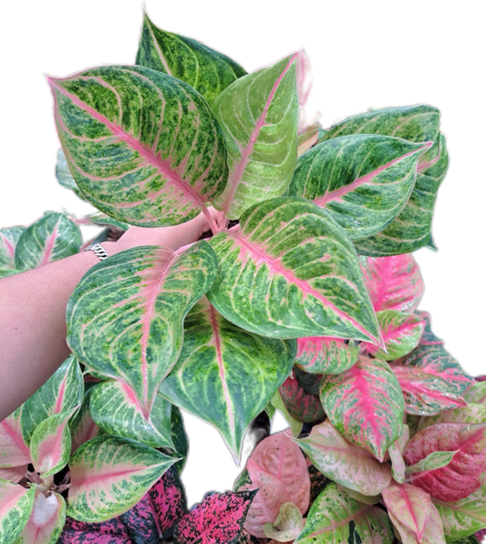 Aglaonema Susan  -set 5 pcs