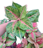 Aglaonema Susan  -set 5 pcs