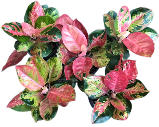 Aglaonema kitty Cochin  -set 5 pcs