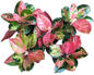 Aglaonema kitty Cochin  -set 5 pcs