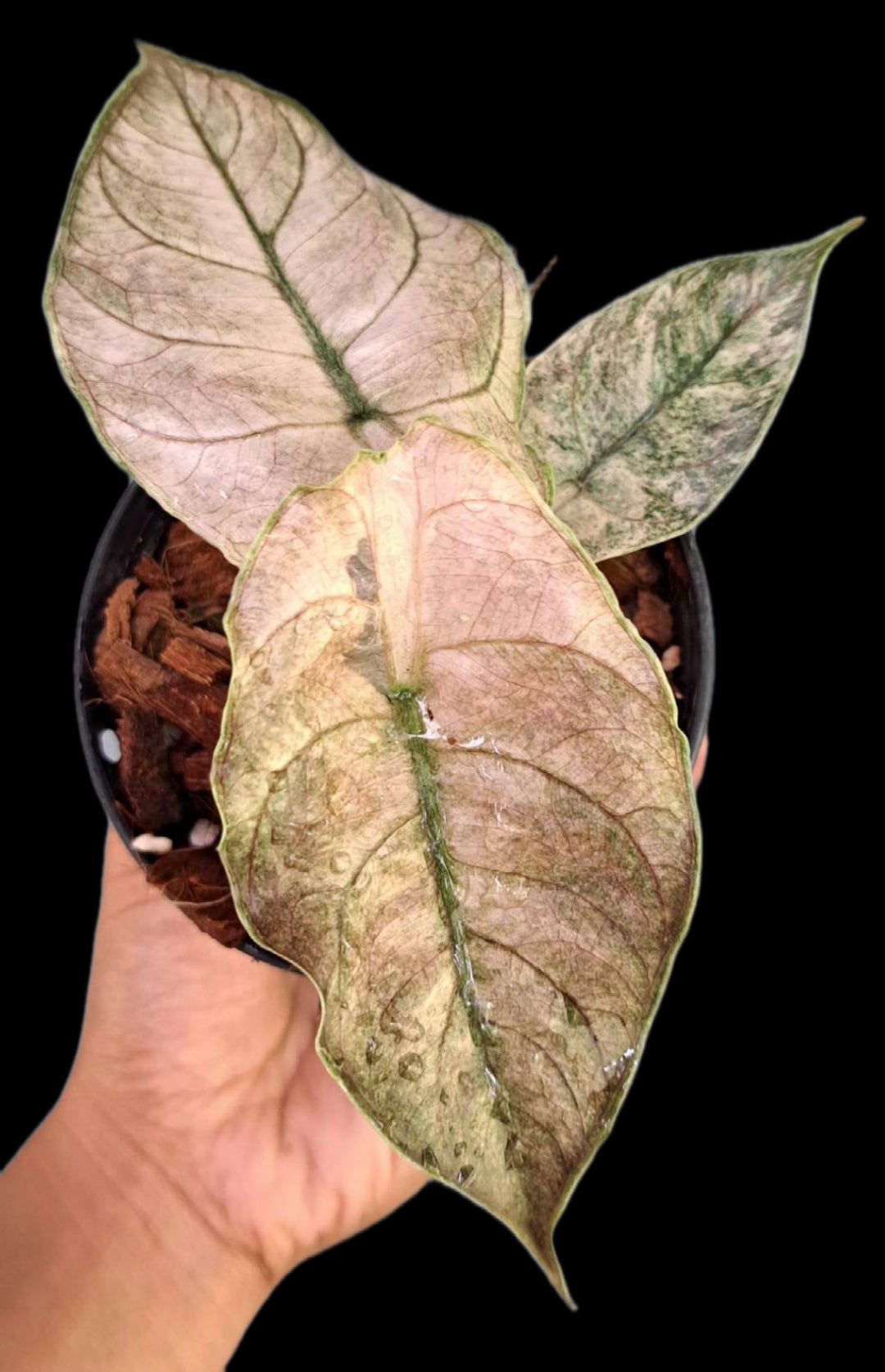 Alocasia Azlanii mint