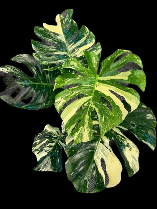 Monstera Deliciosa “Yakuza” Variegation – (Actual Plant)