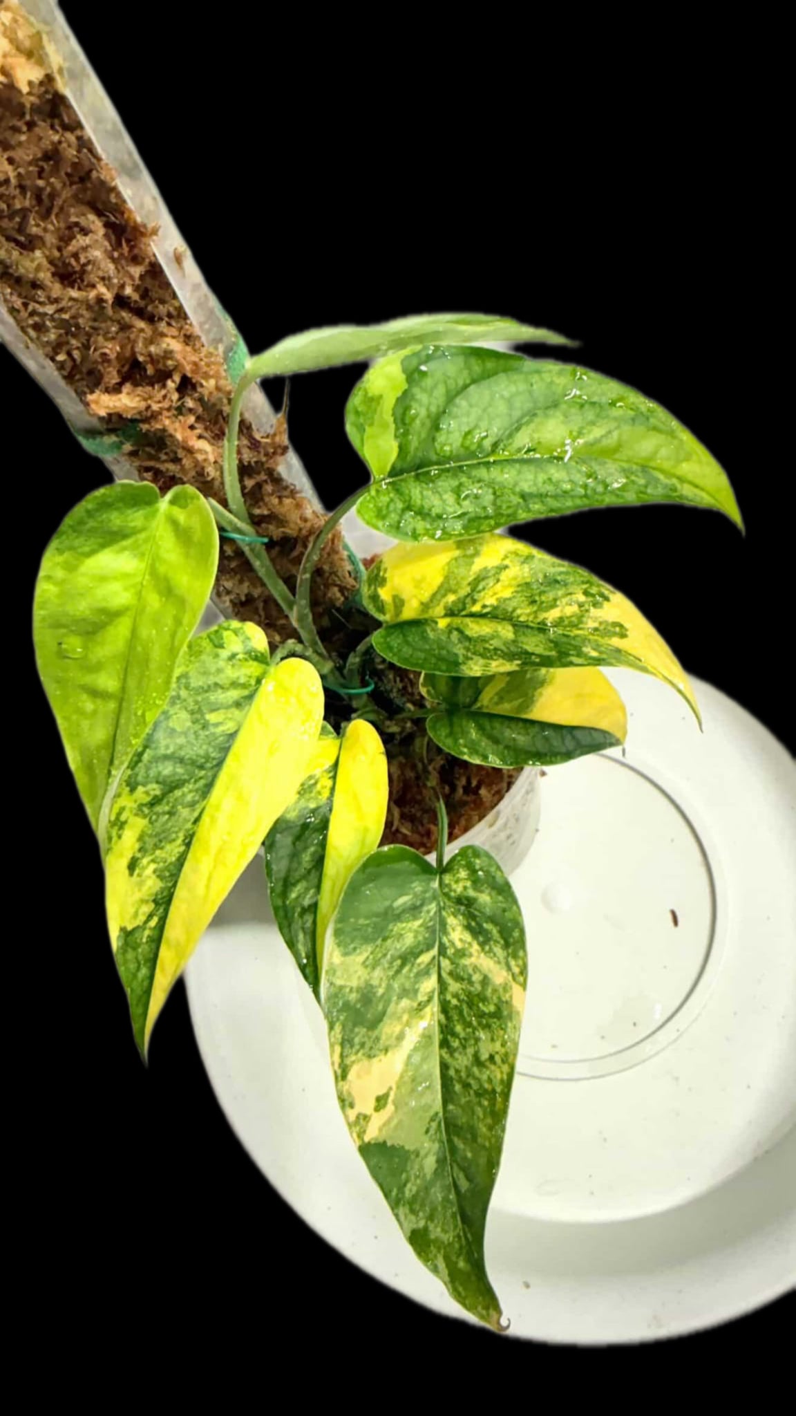 Monstera slitepecana aurea variegated