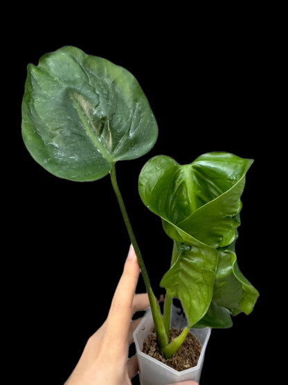 Monstera Hurricane (Actual Plant)