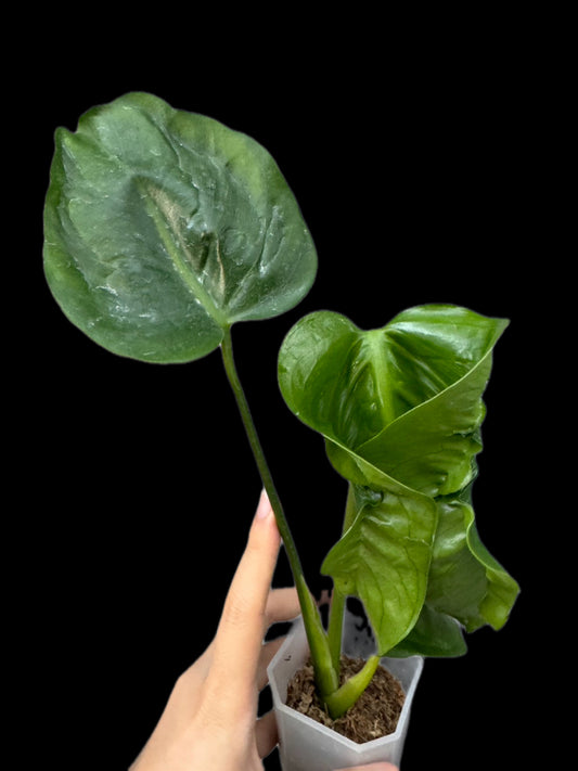 Monstera Hurricane (Actual Plant)