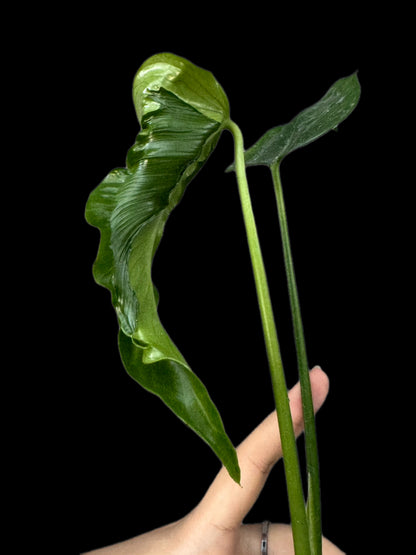 Monstera Hurricane (Actual Plant)