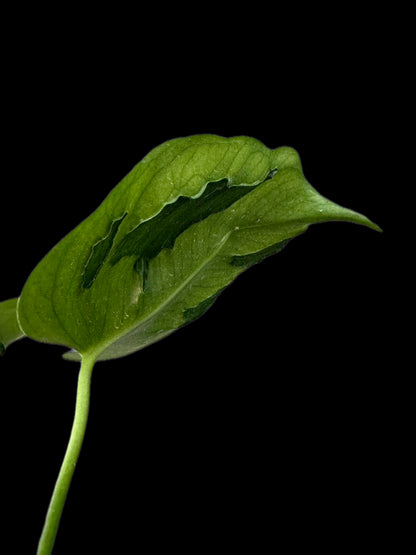 Monstera Hurricane (Actual Plant)