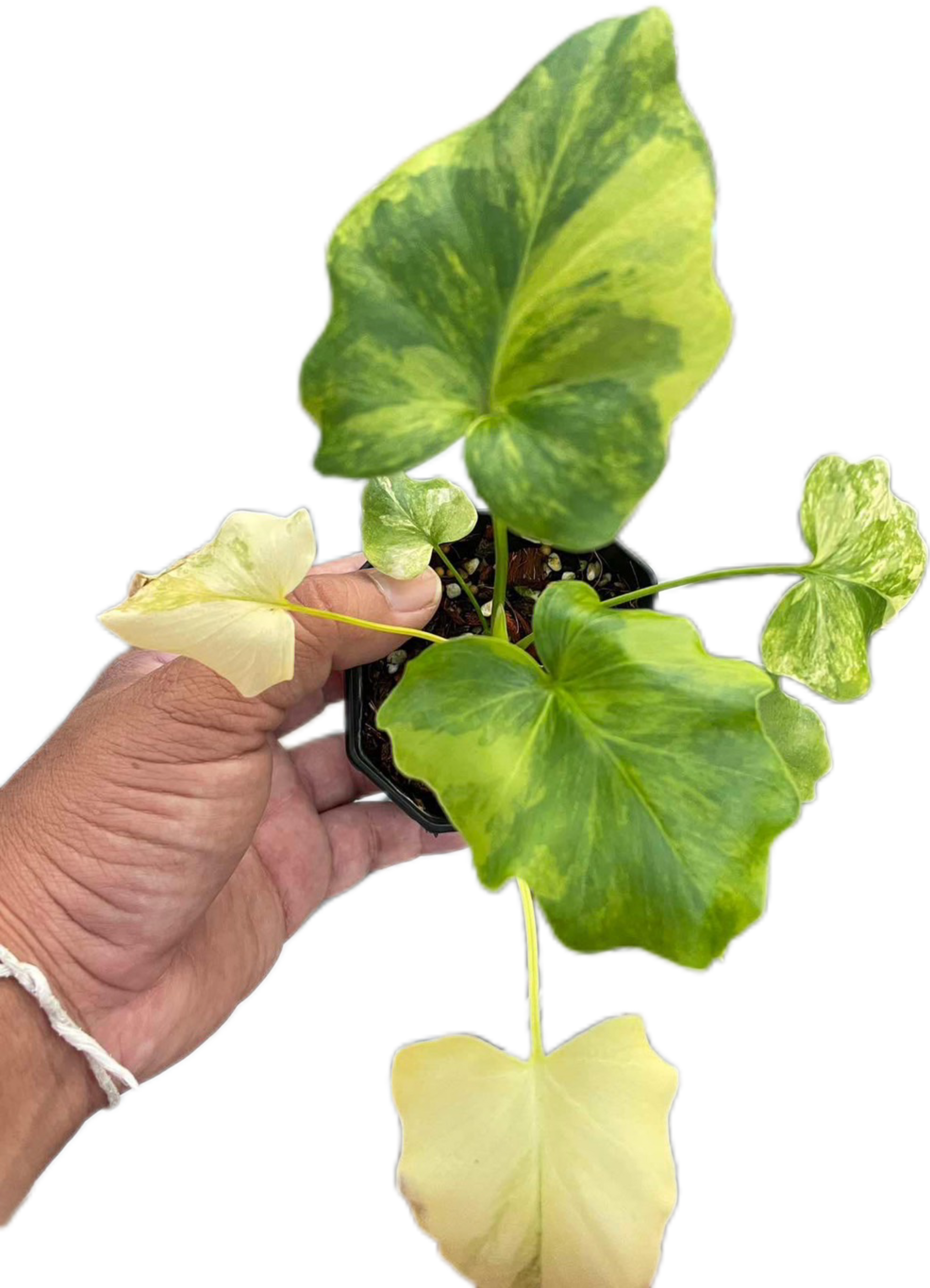 bacterial blight philodendron selloum Thaumatophyllum Bipinnatifidum Variegated, Philodendron Selloum Varieg – BanrakTonmai Garden Thailand