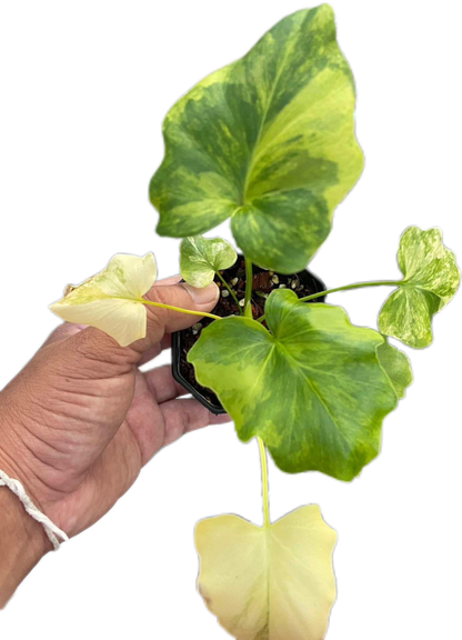 Thaumatophyllum Bipinnatifidum Variegated, Philodendron Selloum Variegated