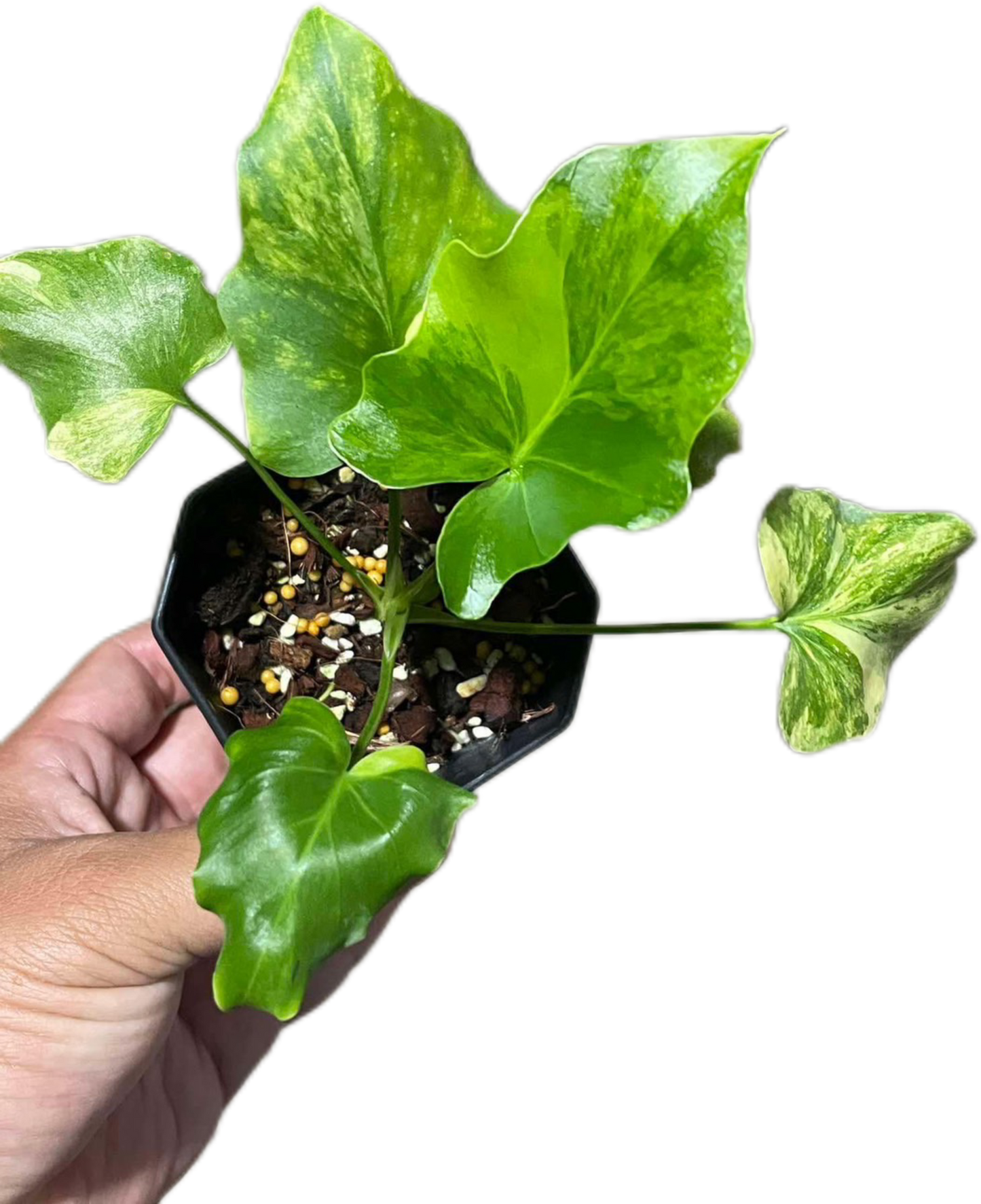 Thaumatophyllum Bipinnatifidum Variegated, Philodendron Selloum Variegated