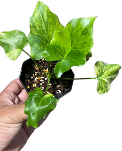 Thaumatophyllum Bipinnatifidum Variegated, Philodendron Selloum Variegated